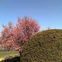Bob Jones University