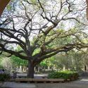 Oak tree inside the campus :: Louisiana State University and Agricultural & Mechanical College