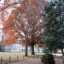 tree :: Emory University